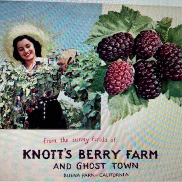 1950's Knotts Berry Farm Cream & Sugar Set - Picture 13 of 14